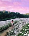 Okjeongho Gujeolcho Theme Park (옥정호 구절초테마공원), Jeongeup, Jeollabukdo, South Korea | Korea travel, South korea travel... 