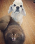 Pin page 그레이스펫그루밍스튜디오 신경희 on Instagram: “카이와 쿠마 #그레이스펫그루밍스파니엘  #그레이스펫그루밍포메”... 