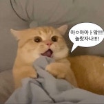 고영희