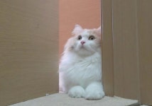 디디 둔둔이 dd❤ Cats에 있는 핀