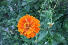 Zinnia Zinnia | 간호학, 꽃, 소아과