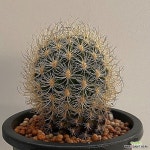 카카오선인장 튼튼실생입니다 사이즈좋아요 안전분째배송 산아래다육이 1035 - 선인장(Cactus)