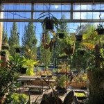 Pin by 현옥 이 on 유리정원 까페 | Plants, Healthy plants, Lovely