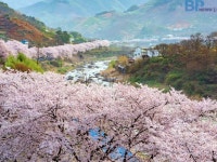 “벚꽃 아직이래요?”… 1200그루 십리벚꽃길, ‘이 시기’에 만개한다