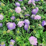 (5개한세트) 솔채 솔체 소품 꽃화분 솔체꽃 노지월동 다년초 베란다정원 - 야생화(Wild Flower)