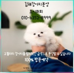 김해강아지입양 구산동강아지분양