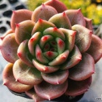 먼로샤넬 6-5644(E. Monro Chanel) - 다육식물(Succulent)