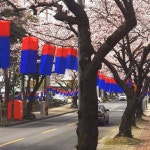 제주 왕벚꽃축제 맛집 베스트 10곳 사진 | 사진