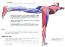 Yoga Asanas에 있는 Angelica Vasquez님의 핀 | 해부학, 근육, 인간 해부학