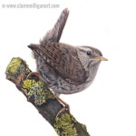 My little ‘wren’ drawing is now complete. I hope you like it. The original has sold, and limited edition prints are now... 