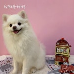 기본케어목욕 역시 넌 웃는게 이뻐 율무류  #왕십리애견미용 #상왕십리애견미용 #신당동애견미용 #텐즈힐애견미용... 