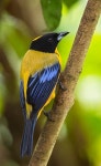 Birds에 있는 Amazing World님의 핀 | 예쁜 새들, 새, 앵무새