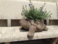 Turtle planter  www.annampottery.com | 화분