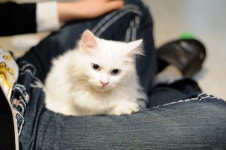고양이 카페 | 고양이 카페, 고양이