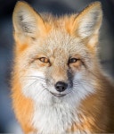 Fox에 있는 Reynard Leo님의 핀