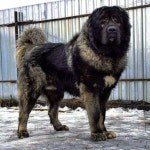 DOGS II에 있는 Nojan Shinobi님의 핀