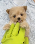 미칙겠네  인절미 말티푸  #졸귀#댕댕이#말티푸#말티푸분양 #슈퍼바우#pet#poodle#maltipoo in 2020 | Teddy bear, Teddy, Animals