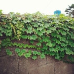 seendaeun / 담쟁이덩쿨 #Green #풍경 #담벼락 #담쟁이덩쿨 / #골목 #식물 / 2013 06 27 /