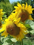 AmanteDeGirassóis Sunflowers에 있는 JúHolanda님의 핀 - 2023 | 해바라기 밭, 꽃 사진, 해바라기 밭 사진