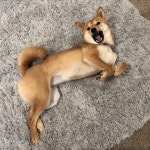 귀염댕이에 있는 김유림님의 핀 - 2020(이미지 포함)