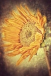 Floral ~ sunflowers에 있는 Heatherlte님의 핀 | 꽃
