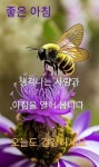 좋은 아침 인사에 있는 이춘옥님의 핀 | 좋은 아침 인사, 사랑 카드, 아침 인사