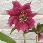 크리스마스 로즈42(E. Christmas) - 야생화(Wild Flower)