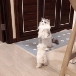 강아지 처음 보고 고장난 고양이.gif http://bit.ly/2S7rWGg | 웃긴 동물 사진, 웃긴 고양이