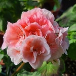 백작부인 한국제라늄 동일품발송(Pelargonium(Geranium)) - 관엽식물(Foliage)