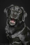 Labrador Retriever – Intelligent and Fun Loving | 귀여운 동물, 개, 동물