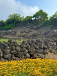 제주 JEJU 🪨🌼