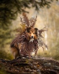 Pin by 성 지희 on 귀여운 동물농장 | Shetland sheepdog, Rough collie, Shetland sheep