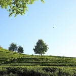 Photos tagged with #보성다원