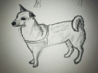 20200218 - 2020 | 스케치, 강아지