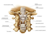 cruciate ligament of atlas - Google 검색 | กระดูก