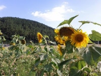 2012-08-16, 일광해수욕장