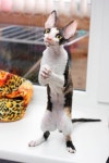 Pin page Cats에 있는 핀