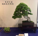 bonsai에 있는 Jonathan Britton님의 핀