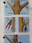 Pruning: Preparations for Winter - Farm to Jar Fall Garden Pruning: Preparations for Winter - Farm to Jar | 원예, 농업, 정원