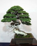 월출산분재그림경매장 | Bonsai.insp2에 있는 Bagus Wijaya님의 핀 | 분재, 그림