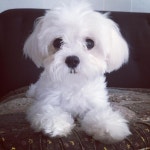 8개월 뚱이~ 털이 복슬복슬 복슬이가 되었어요. 더운 여름 잘 보내고 항상 건강하기를~^^ #강아지#말티즈#강아지그램