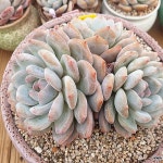 먼로3두대품(E. cv Laulindsayana Monroe) - 다육식물(Succulents)