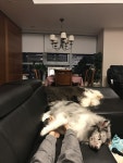 Mihyun님의 My pets~ 이미지