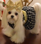 Maltese에 있는 Starlingale Shelton님의 핀
