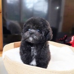 Pin page poodle kennel on Instagram: 모량부자😆 3개월령 왕자님 in 2024