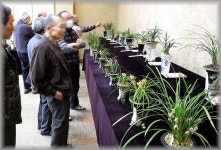 「오지란」おしゃれまとめの人気アイデア｜Pinterest｜SANG CHUL BYUN【2021】 | 蘭, 春蘭, 花芽