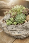 Decoração. Suculentas Troncos 9 #gardeningforbeginnersapartment(이미지 포함) | 다육 식물, 식물, 원예