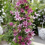 클레마티스15 지젤 / 큰꽃 으아리 야생화 봄꽃 넝쿨식물 꽃과정원이야기(E. Giselle) - 넝쿨류(Vine)