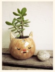 terrariums에 관한 12개의 최상의 Pinterest 이미지 | 다육 식물, 실내용 화초 및 다육식물 terrariums