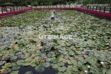 유토이미지 | 연꽃 인공 분수 공원 연꽃 인공 분수 공원  Yanggiri, 사진, 연꽃, 수련, 연못, 연꽃잎, 공원, 분수, 풍경, 배경, 식물... 